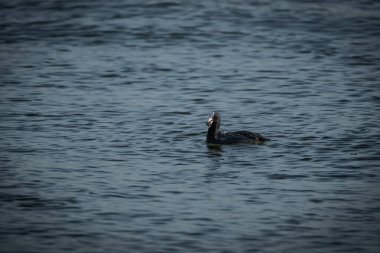 Koyu tüylü Avrasya yaban ördekleri, belirgin beyaz ön kalkanı ve açıkça görülebilen gagası olan dalgalı açık sularda sakince yüzüyorlar. Serin mavi tonlarıyla sükuneti taşıyan minimalist vahşi yaşam sahnesi