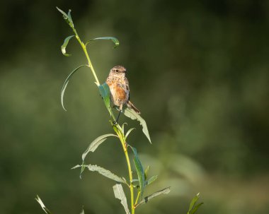Açık çayır habitatındaki küçük bir çalılığın tepesine tünemiş bir whinchat 'ın vahşi yaşam fotoğrafı. Küçük ötücü kuş ince kahverengi tonlar, hafif benekli göğüs ve narin bir duruş gösterir