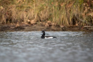 Sakin tatlı sularda yüzen yumuşak dalgalar ve arka planda doğal sazlık örtüsü olan bir erkek ördeğin vahşi yaşam fotoğrafı. Siyah ve beyaz tüyler ve sarı gözler