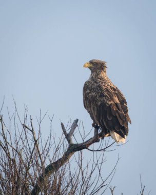 Beyaz kuyruklu kartal, açık mavi gökyüzüne yayılmış kanatları ile çıplak bir ağaç dalına inerken yakalandı. Görüntü güçlü bir uçuş duruşu ve güçlü pençeler gösteriyor.