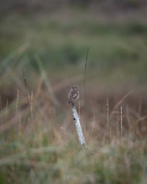 Vahşi yaşam fotoğrafı, açık çayır habitatındaki yıpranmış ahşap bir direğin üzerinde duran bir whinchat. Küçük kahverengi ötücü kuş ince tüylü detaylar ve bir uyarı duruşu gösterir.