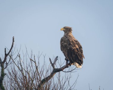 Beyaz kuyruklu kartal, açık mavi gökyüzüne yayılmış kanatları ile çıplak bir ağaç dalına inerken yakalandı. Görüntü güçlü bir uçuş duruşu ve güçlü pençeler gösteriyor.