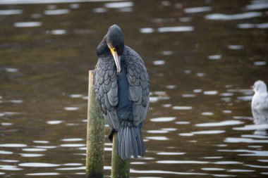 Suya tünemiş tüylerini diken büyük bir karabatağın vahşi yaşam portresi. Koyu renk tüylerin ve sarı yüz derisinin ayrıntılı deseni açıkça görülüyor.
