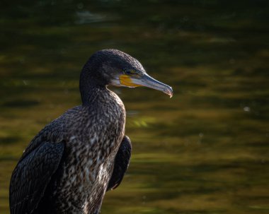Sakin bir gölün üzerindeki tahta direklere tünemiş bir grup büyük karabatak. Bir kuş kanatlarını kurak tüylere açıyor ve klasik bir vahşi yaşam davranış sahnesi yaratıyor. Doğal su kuşu yaşam alanı