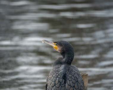 Suya tünemiş tüylerini diken büyük bir karabatağın vahşi yaşam portresi. Koyu renk tüylerin ve sarı yüz derisinin ayrıntılı deseni açıkça görülüyor.