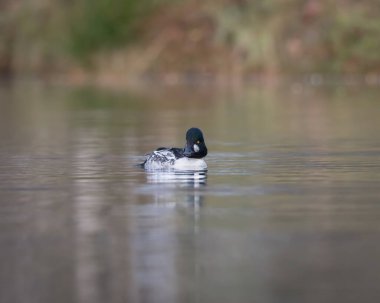Vahşi yaşam fotoğrafı, sakin tatlı su üzerinde kameraya doğru yüzen sıradan bir erkeğin fotoğrafı. Çarpıcı siyah beyaz tüyler, parlak sarı gözler ve kompozisyonda simetrik kafa.