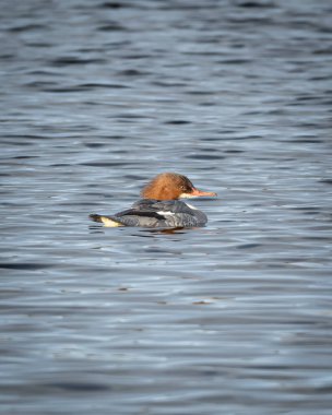 Sakin tatlı su üzerinde yüzen dişi bir merganser. Kuşun etrafında hafif dalgalar var. Görüntü net bir tüy detayını ve sakin bir göl ortamındaki doğal davranışı gösteriyor. Temalar için ideal