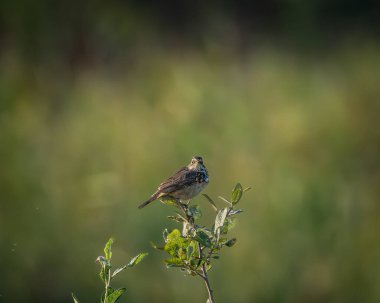 Açık çayır habitatındaki küçük bir çalılığın tepesine tünemiş bir whinchat 'ın vahşi yaşam fotoğrafı. Küçük ötücü kuş ince kahverengi tonlar, hafif benekli göğüs ve narin bir duruş gösterir