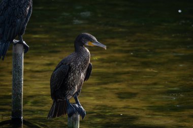 Sakin bir gölün üzerindeki tahta direklere tünemiş bir grup büyük karabatak. Bir kuş kanatlarını kurak tüylere açıyor ve klasik bir vahşi yaşam davranış sahnesi yaratıyor. Doğal su kuşu yaşam alanı