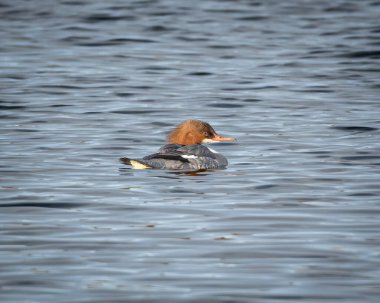 Sakin tatlı su üzerinde yüzen dişi bir merganser. Kuşun etrafında hafif dalgalar var. Görüntü net bir tüy detayını ve sakin bir göl ortamındaki doğal davranışı gösteriyor. Temalar için ideal