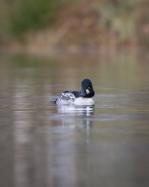 Vahşi yaşam fotoğrafı, sakin tatlı su üzerinde kameraya doğru yüzen sıradan bir erkeğin fotoğrafı. Çarpıcı siyah beyaz tüyler, parlak sarı gözler ve kompozisyonda simetrik kafa.