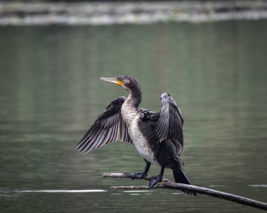 Sakin bir gölün üzerindeki tahta direklere tünemiş bir grup büyük karabatak. Bir kuş kanatlarını kurak tüylere açıyor ve klasik bir vahşi yaşam davranış sahnesi yaratıyor. Doğal su kuşu yaşam alanı