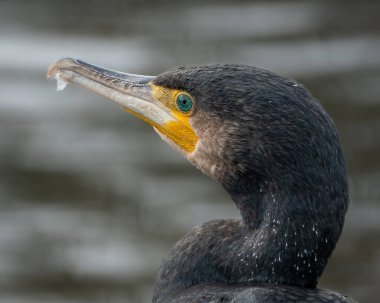 Suya tünemiş tüylerini diken büyük bir karabatağın vahşi yaşam portresi. Koyu renk tüylerin ve sarı yüz derisinin ayrıntılı deseni açıkça görülüyor.