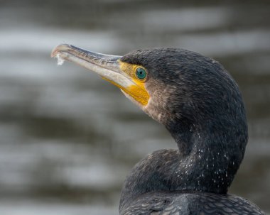 Suya tünemiş tüylerini diken büyük bir karabatağın vahşi yaşam portresi. Koyu renk tüylerin ve sarı yüz derisinin ayrıntılı deseni açıkça görülüyor.
