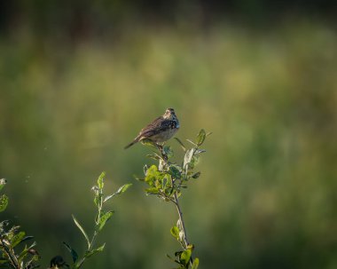 Açık çayır habitatındaki küçük bir çalılığın tepesine tünemiş bir whinchat 'ın vahşi yaşam fotoğrafı. Küçük ötücü kuş ince kahverengi tonlar, hafif benekli göğüs ve narin bir duruş gösterir
