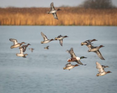 Kuzeyli kürek sürüsü, arka planda kamış yatakları olan sakin tatlı su üzerinde uçuyor. Görüntü, göç sırasında koordineli hareket, kanat desenleri ve tipik sulak arazi habitatını yakalar