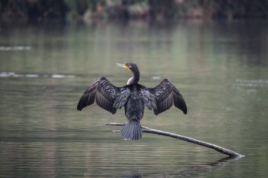 Sakin bir gölün üzerindeki tahta direklere tünemiş bir grup büyük karabatak. Bir kuş kanatlarını kurak tüylere açıyor ve klasik bir vahşi yaşam davranış sahnesi yaratıyor. Doğal su kuşu yaşam alanı
