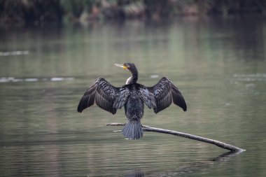 Sakin bir gölün üzerindeki tahta direklere tünemiş bir grup büyük karabatak. Bir kuş kanatlarını kurak tüylere açıyor ve klasik bir vahşi yaşam davranış sahnesi yaratıyor. Doğal su kuşu yaşam alanı
