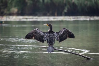 Sakin bir gölün üzerindeki tahta direklere tünemiş bir grup büyük karabatak. Bir kuş kanatlarını kurak tüylere açıyor ve klasik bir vahşi yaşam davranış sahnesi yaratıyor. Doğal su kuşu yaşam alanı