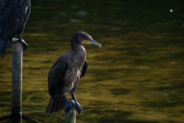 Sakin bir gölün üzerindeki tahta direklere tünemiş bir grup büyük karabatak. Bir kuş kanatlarını kurak tüylere açıyor ve klasik bir vahşi yaşam davranış sahnesi yaratıyor. Doğal su kuşu yaşam alanı