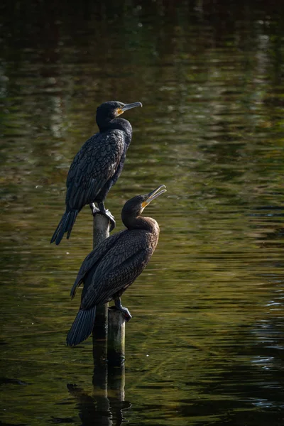 Sakin bir gölün üzerindeki tahta direklere tünemiş bir grup büyük karabatak. Bir kuş kanatlarını kurak tüylere açıyor ve klasik bir vahşi yaşam davranış sahnesi yaratıyor. Doğal su kuşu yaşam alanı