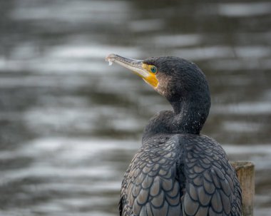 Suya tünemiş tüylerini diken büyük bir karabatağın vahşi yaşam portresi. Koyu renk tüylerin ve sarı yüz derisinin ayrıntılı deseni açıkça görülüyor.