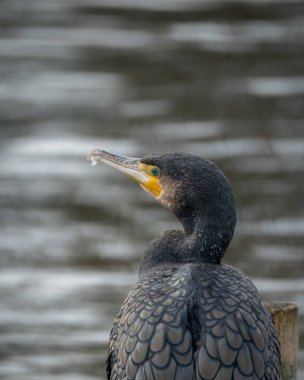 Suya tünemiş tüylerini diken büyük bir karabatağın vahşi yaşam portresi. Koyu renk tüylerin ve sarı yüz derisinin ayrıntılı deseni açıkça görülüyor.