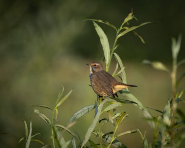 Açık çayır habitatındaki küçük bir çalılığın tepesine tünemiş bir whinchat 'ın vahşi yaşam fotoğrafı. Küçük ötücü kuş ince kahverengi tonlar, hafif benekli göğüs ve narin bir duruş gösterir