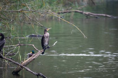 Sakin bir gölün üzerindeki tahta direklere tünemiş bir grup büyük karabatak. Bir kuş kanatlarını kurak tüylere açıyor ve klasik bir vahşi yaşam davranış sahnesi yaratıyor. Doğal su kuşu yaşam alanı