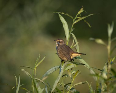 Açık çayır habitatındaki küçük bir çalılığın tepesine tünemiş bir whinchat 'ın vahşi yaşam fotoğrafı. Küçük ötücü kuş ince kahverengi tonlar, hafif benekli göğüs ve narin bir duruş gösterir