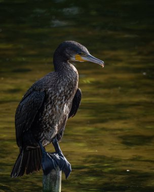 Sakin bir gölün üzerindeki tahta direklere tünemiş bir grup büyük karabatak. Bir kuş kanatlarını kurak tüylere açıyor ve klasik bir vahşi yaşam davranış sahnesi yaratıyor. Doğal su kuşu yaşam alanı