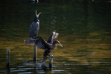 Sakin bir gölün üzerindeki tahta direklere tünemiş bir grup büyük karabatak. Bir kuş kanatlarını kurak tüylere açıyor ve klasik bir vahşi yaşam davranış sahnesi yaratıyor. Doğal su kuşu yaşam alanı