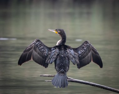 Sakin bir gölün üzerindeki tahta direklere tünemiş bir grup büyük karabatak. Bir kuş kanatlarını kurak tüylere açıyor ve klasik bir vahşi yaşam davranış sahnesi yaratıyor. Doğal su kuşu yaşam alanı