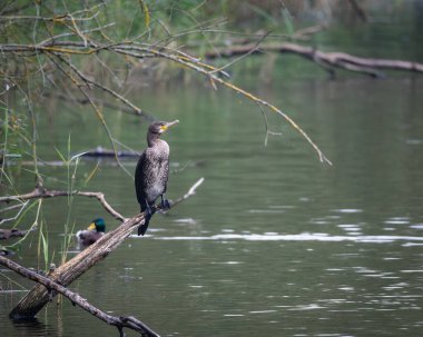 Sakin bir gölün üzerindeki tahta direklere tünemiş bir grup büyük karabatak. Bir kuş kanatlarını kurak tüylere açıyor ve klasik bir vahşi yaşam davranış sahnesi yaratıyor. Doğal su kuşu yaşam alanı