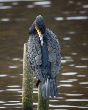 Suya tünemiş tüylerini diken büyük bir karabatağın vahşi yaşam portresi. Koyu renk tüylerin ve sarı yüz derisinin ayrıntılı deseni açıkça görülüyor.