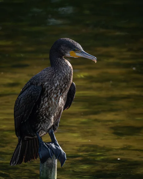 Sakin bir gölün üzerindeki tahta direklere tünemiş bir grup büyük karabatak. Bir kuş kanatlarını kurak tüylere açıyor ve klasik bir vahşi yaşam davranış sahnesi yaratıyor. Doğal su kuşu yaşam alanı