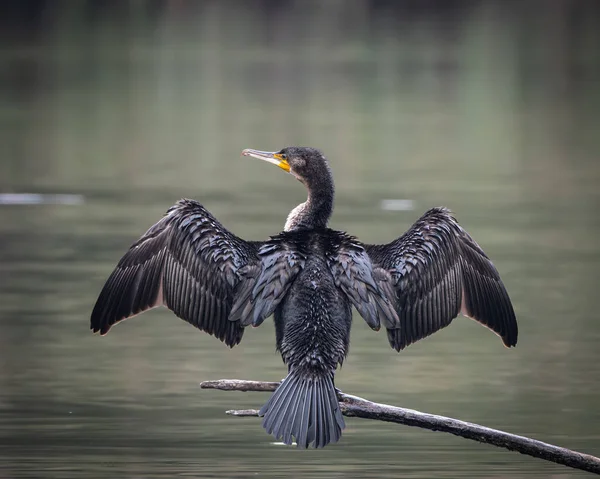 Sakin bir gölün üzerindeki tahta direklere tünemiş bir grup büyük karabatak. Bir kuş kanatlarını kurak tüylere açıyor ve klasik bir vahşi yaşam davranış sahnesi yaratıyor. Doğal su kuşu yaşam alanı