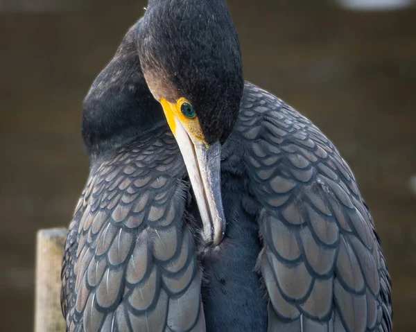 Suya tünemiş tüylerini diken büyük bir karabatağın vahşi yaşam portresi. Koyu renk tüylerin ve sarı yüz derisinin ayrıntılı deseni açıkça görülüyor.