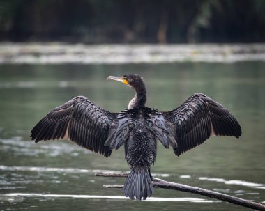 Sakin bir gölün üzerindeki tahta direklere tünemiş bir grup büyük karabatak. Bir kuş kanatlarını kurak tüylere açıyor ve klasik bir vahşi yaşam davranış sahnesi yaratıyor. Doğal su kuşu yaşam alanı