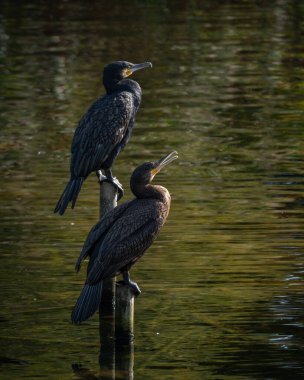 Sakin bir gölün üzerindeki tahta direklere tünemiş bir grup büyük karabatak. Bir kuş kanatlarını kurak tüylere açıyor ve klasik bir vahşi yaşam davranış sahnesi yaratıyor. Doğal su kuşu yaşam alanı