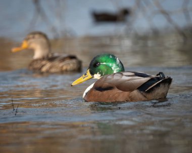 Sakin tatlı su üzerinde yüzen yaban ördeğinin vahşi yaşam fotoğrafı. Yumuşak dalgalar ve bulanık bir arka plan. Yeşil kafa ve sıcak kahverengi vücut sessiz tonlarla çok güzel tezat oluşturuyor.