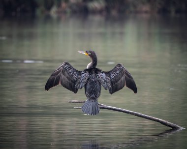 Sakin bir gölün üzerindeki tahta direklere tünemiş bir grup büyük karabatak. Bir kuş kanatlarını kurak tüylere açıyor ve klasik bir vahşi yaşam davranış sahnesi yaratıyor. Doğal su kuşu yaşam alanı