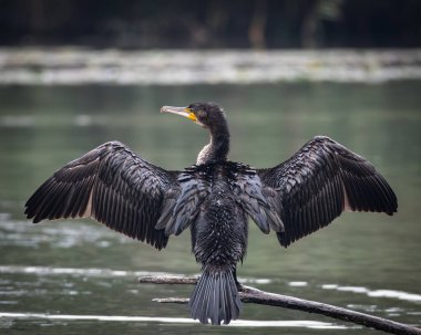 Sakin bir gölün üzerindeki tahta direklere tünemiş bir grup büyük karabatak. Bir kuş kanatlarını kurak tüylere açıyor ve klasik bir vahşi yaşam davranış sahnesi yaratıyor. Doğal su kuşu yaşam alanı