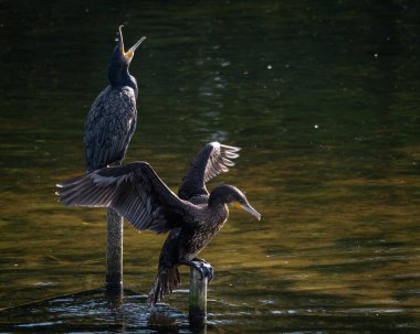 Sakin bir gölün üzerindeki tahta direklere tünemiş bir grup büyük karabatak. Bir kuş kanatlarını kurak tüylere açıyor ve klasik bir vahşi yaşam davranış sahnesi yaratıyor. Doğal su kuşu yaşam alanı