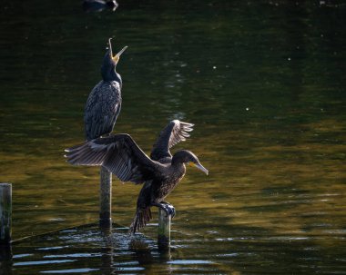 Sakin bir gölün üzerindeki tahta direklere tünemiş bir grup büyük karabatak. Bir kuş kanatlarını kurak tüylere açıyor ve klasik bir vahşi yaşam davranış sahnesi yaratıyor. Doğal su kuşu yaşam alanı