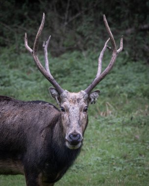 Yeşil bir orman ortamında duran, kendine özgü boynuzları olan Pere Davids geyiği portresi. Nadir bulunan ve korunan geyik türleri doğal bir koruma alanında çekilmiş, vahşi yaşamı sembolize ediyor.