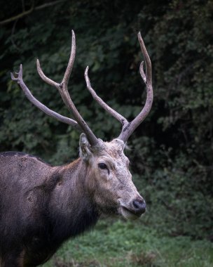 Yeşil bir orman ortamında duran, kendine özgü boynuzları olan Pere Davids geyiği portresi. Nadir bulunan ve korunan geyik türleri doğal bir koruma alanında çekilmiş, vahşi yaşamı sembolize ediyor.