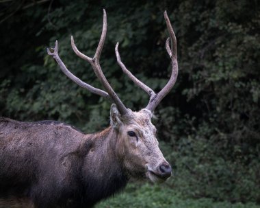 Yeşil bir orman ortamında duran, kendine özgü boynuzları olan Pere Davids geyiği portresi. Nadir bulunan ve korunan geyik türleri doğal bir koruma alanında çekilmiş, vahşi yaşamı sembolize ediyor.
