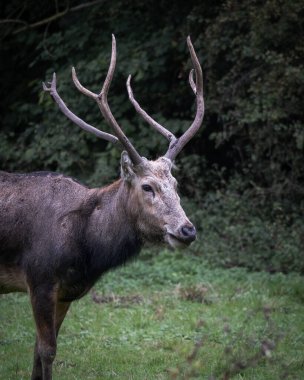 Yeşil bir orman ortamında duran, kendine özgü boynuzları olan Pere Davids geyiği portresi. Nadir bulunan ve korunan geyik türleri doğal bir koruma alanında çekilmiş, vahşi yaşamı sembolize ediyor.