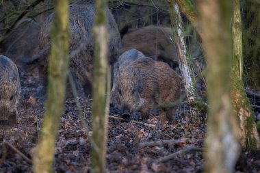 Ormanda yürüyen yaban domuzu ve yanında da doğal bir ormanlık alanda yakalanmış yavru bir domuz. Görüntü, Avrupa 'da yabandomuzlarının doğal davranışlarını ve aile etkileşimlerini gösteriyor.